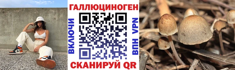 Псилоцибиновые грибы Psilocybine cubensis Печоры